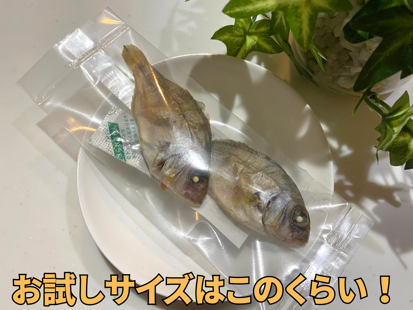 まるごと真鯛 ~贅沢煮干し~ 高知県産