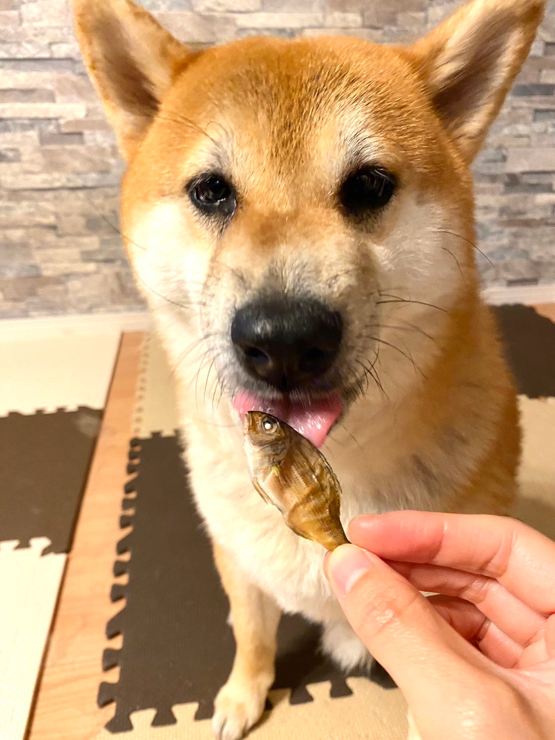まるごと真鯛~贅沢煮干し~
