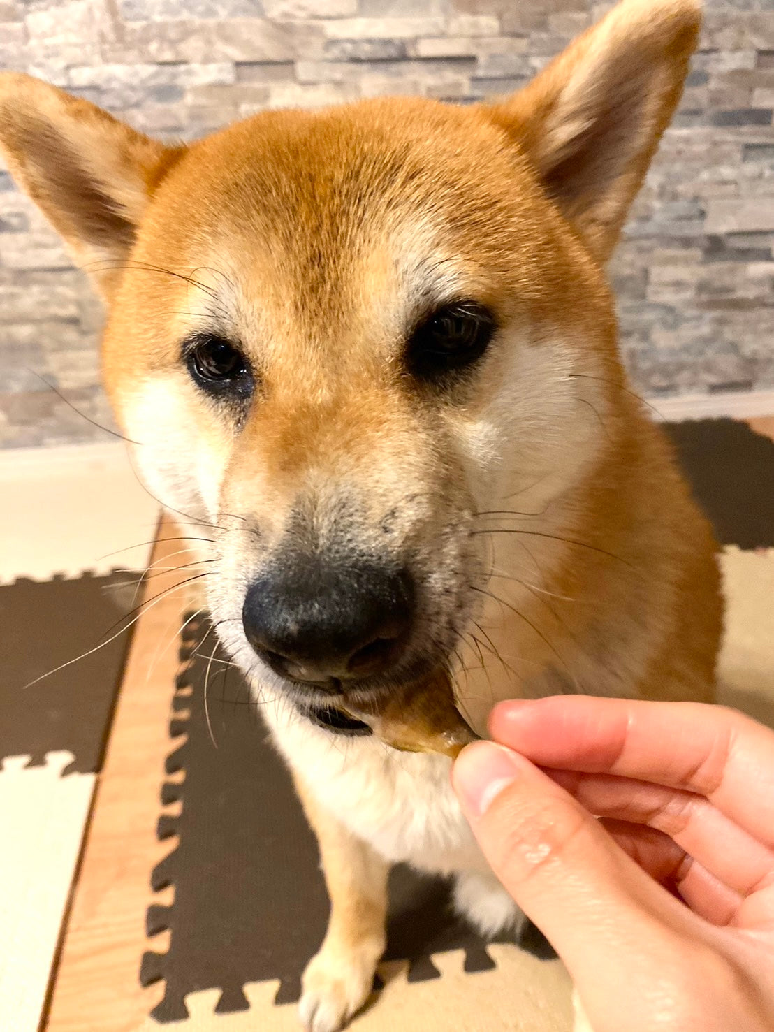 まるごと真鯛~贅沢煮干し~