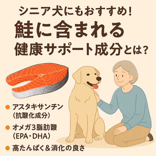 シニア犬にもおすすめ！鮭に含まれる健康サポート成分とは？
