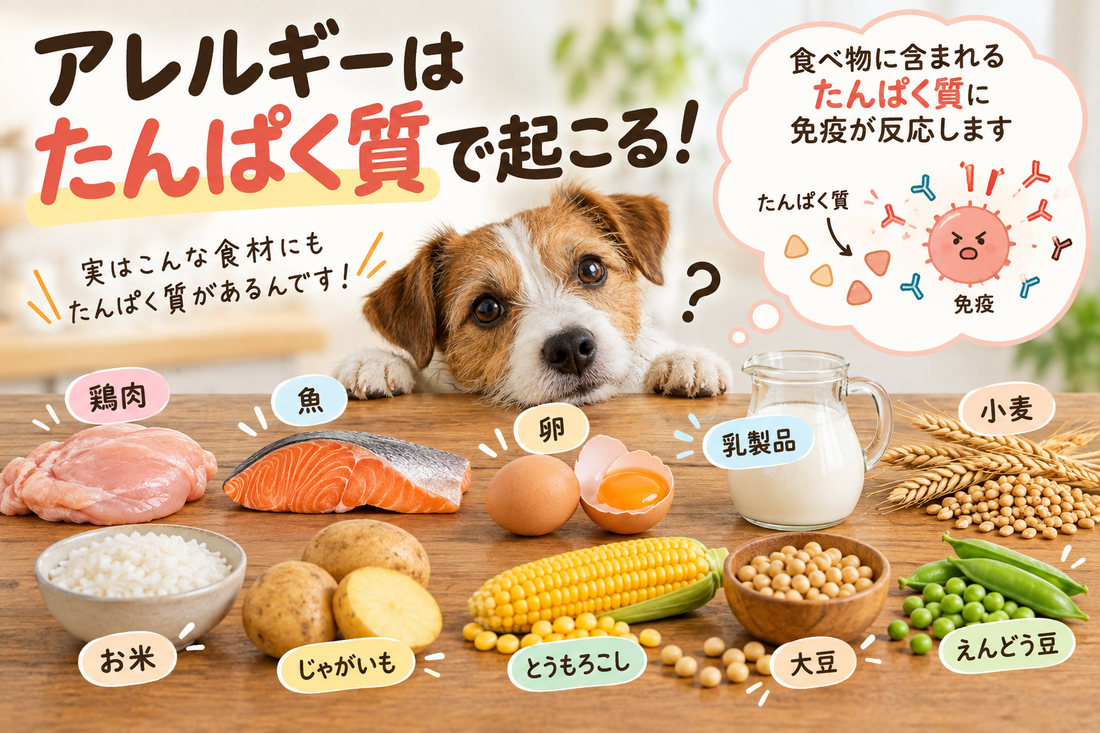 アレルギーはたんぱく質で起こる！意外と知らない犬の食物アレルギーの話🐶