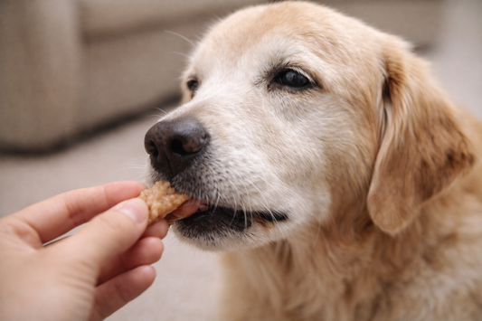 シニア犬のおやつはどう選ぶ？体にやさしいおやつの考え方🐶🌿