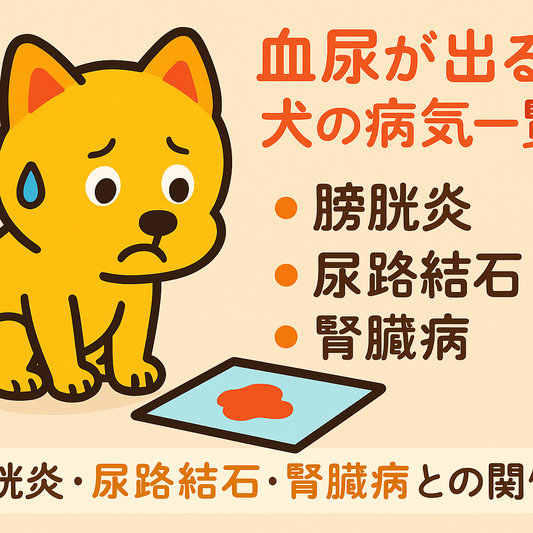 血尿が出る犬の病気一覧｜膀胱炎・尿路結石・腎臓病との関係