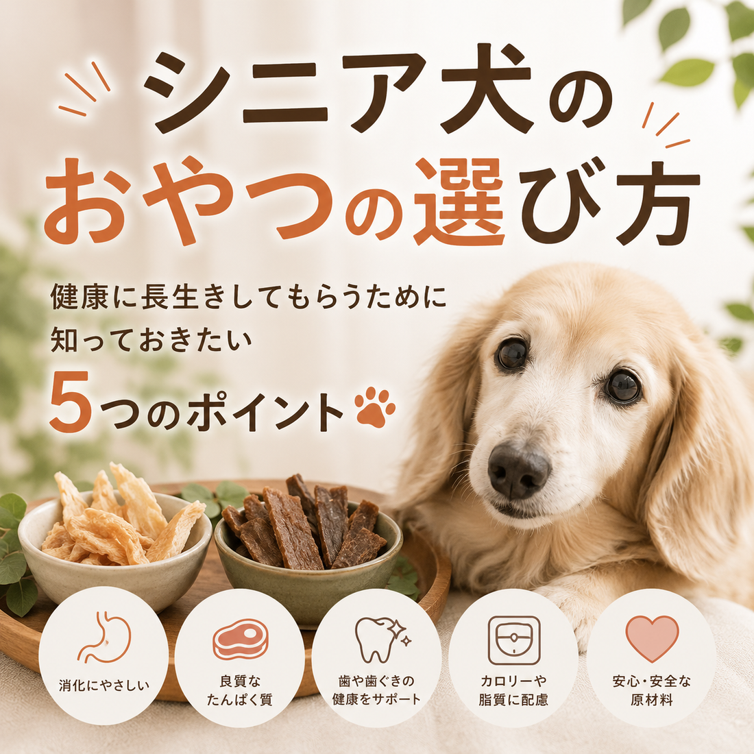 シニア犬のおやつの選び方｜健康に長生きしてもらうために知っておきたい5つのポイント🐶