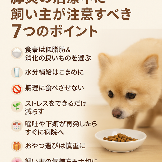膵炎の治療中に飼い主が注意すべき7つのポイント 🐶💡