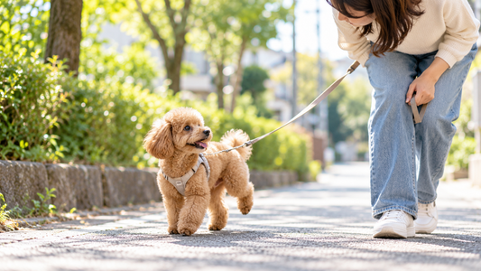 🐕 犬が時々片足を上げる…これってパテラ？見逃したくない歩き方の変化