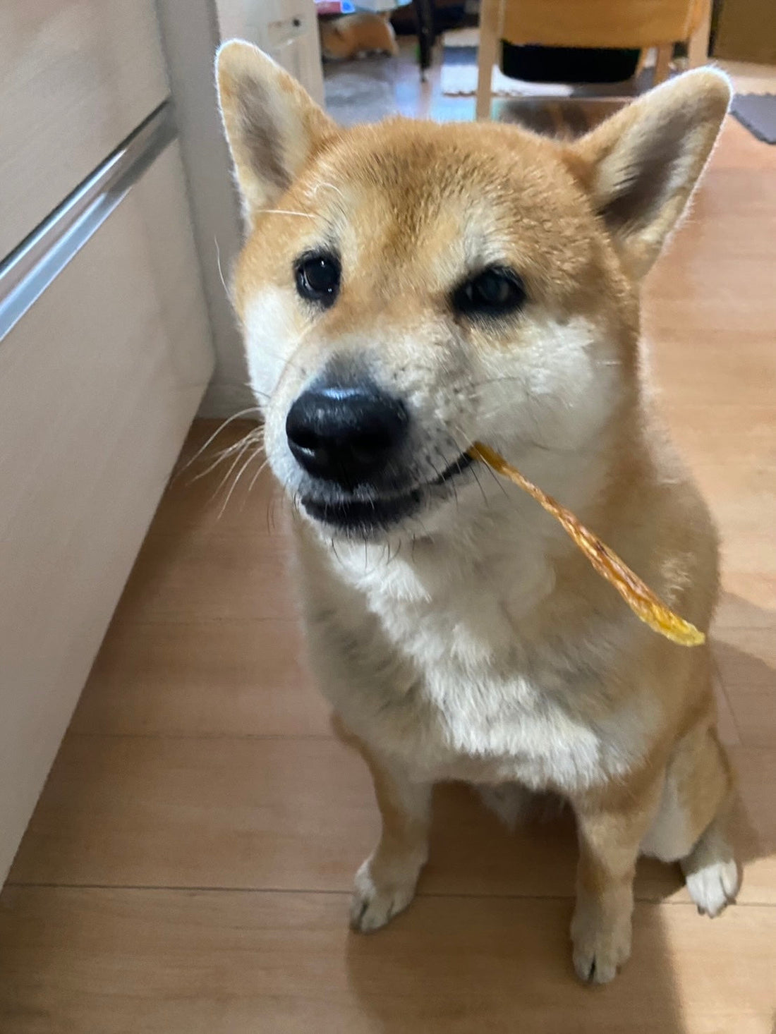 こらすぃおんについて、僕の気持ち🐶