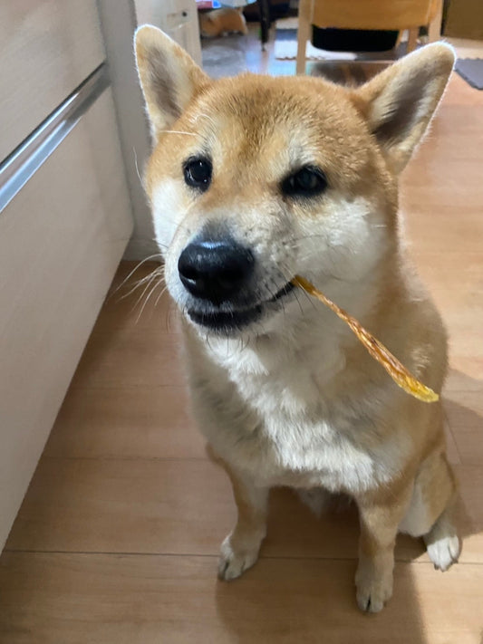 こらすぃおんについて、僕の気持ち🐶