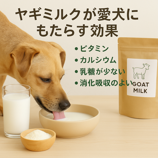 【ヤギミルクが愛犬にもたらす効果とは？】栄養・消化・アレルギーにやさしい理由を解説