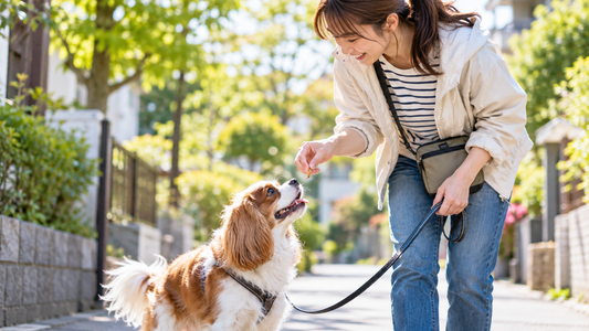 散歩に持っていく犬のおやつは何がいい？選び方のポイント