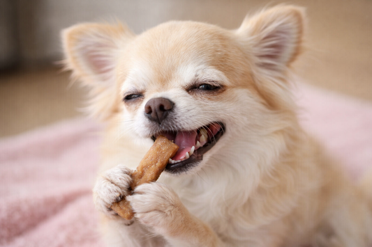 犬のおやつを贈るときに失敗しない選び方とは？