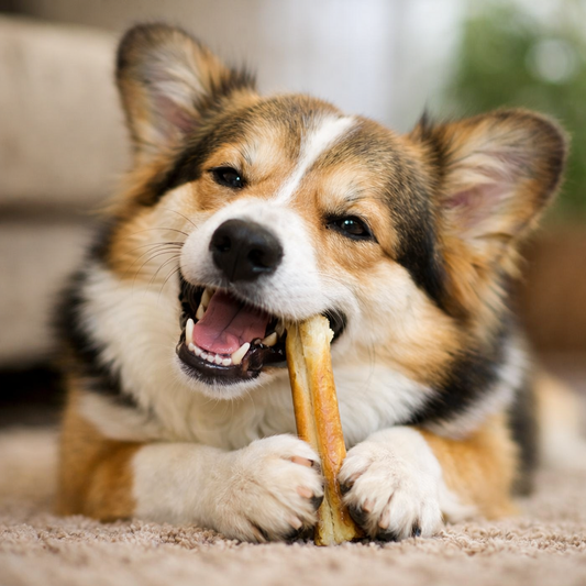 犬のおやつは長く噛める方がいいってホント？🦴✨