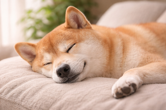 皮膚トラブルが減った！原因と対策🐾