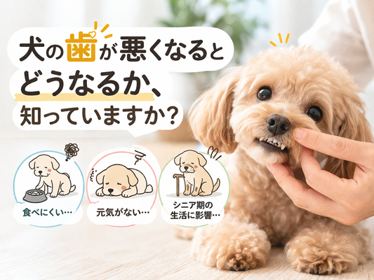 犬の歯が悪くなるとどうなるか、知っていますか？