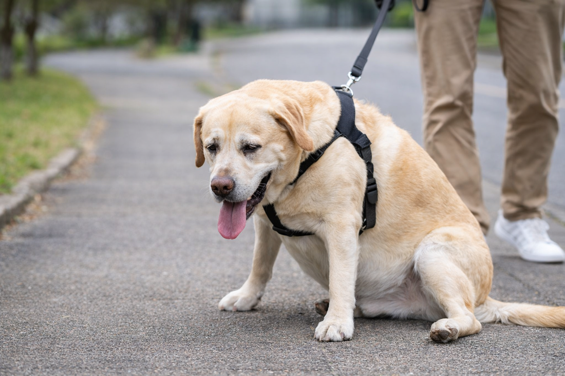 ワンコの生活習慣病とは？🐶🌿