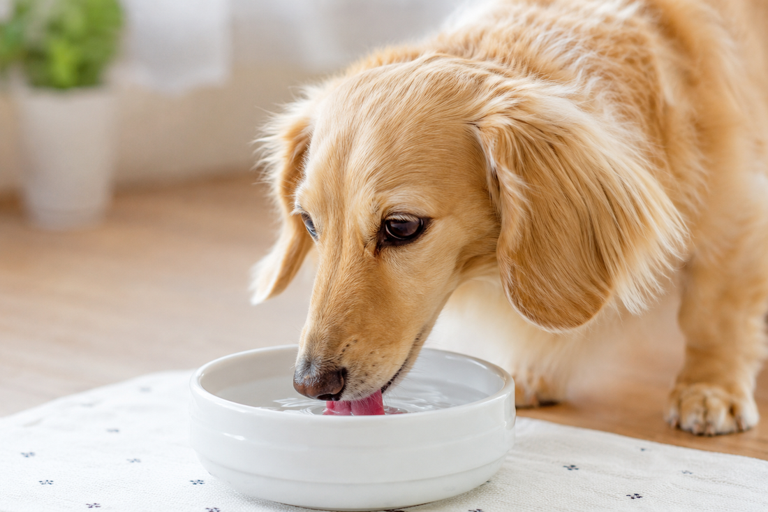 犬の腎臓にやさしい食事とは？知っておきたい栄養の話