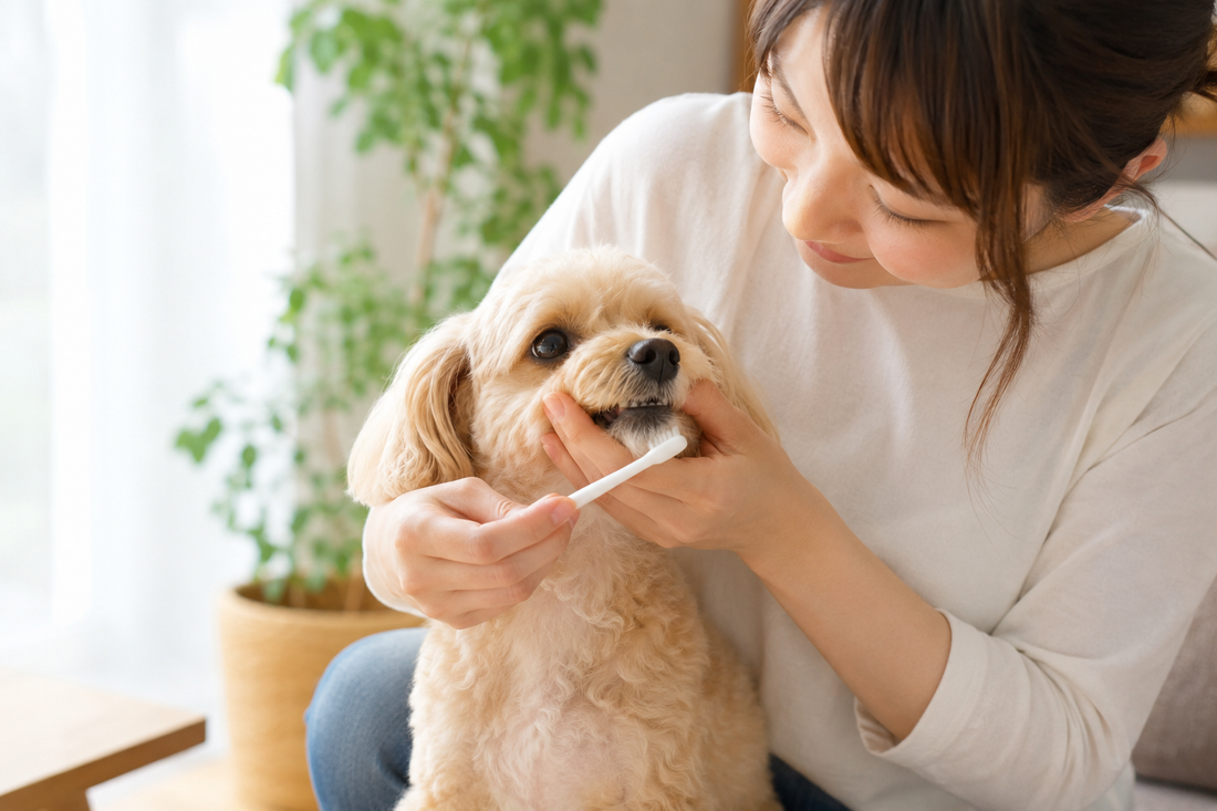 犬の歯石はどう防ぐ？🦷