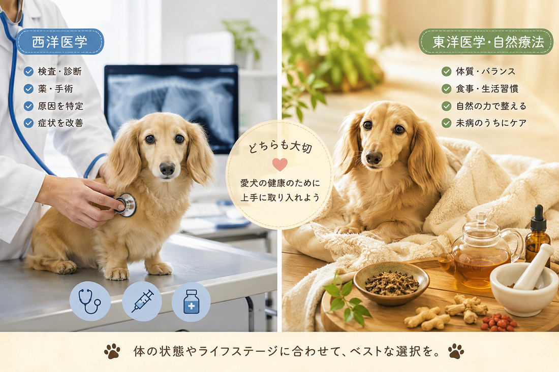 東洋医学と西洋医学って・・・🐶🌿