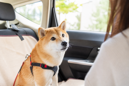 車移動が苦手なワンちゃんに多いサイン🚗🐶