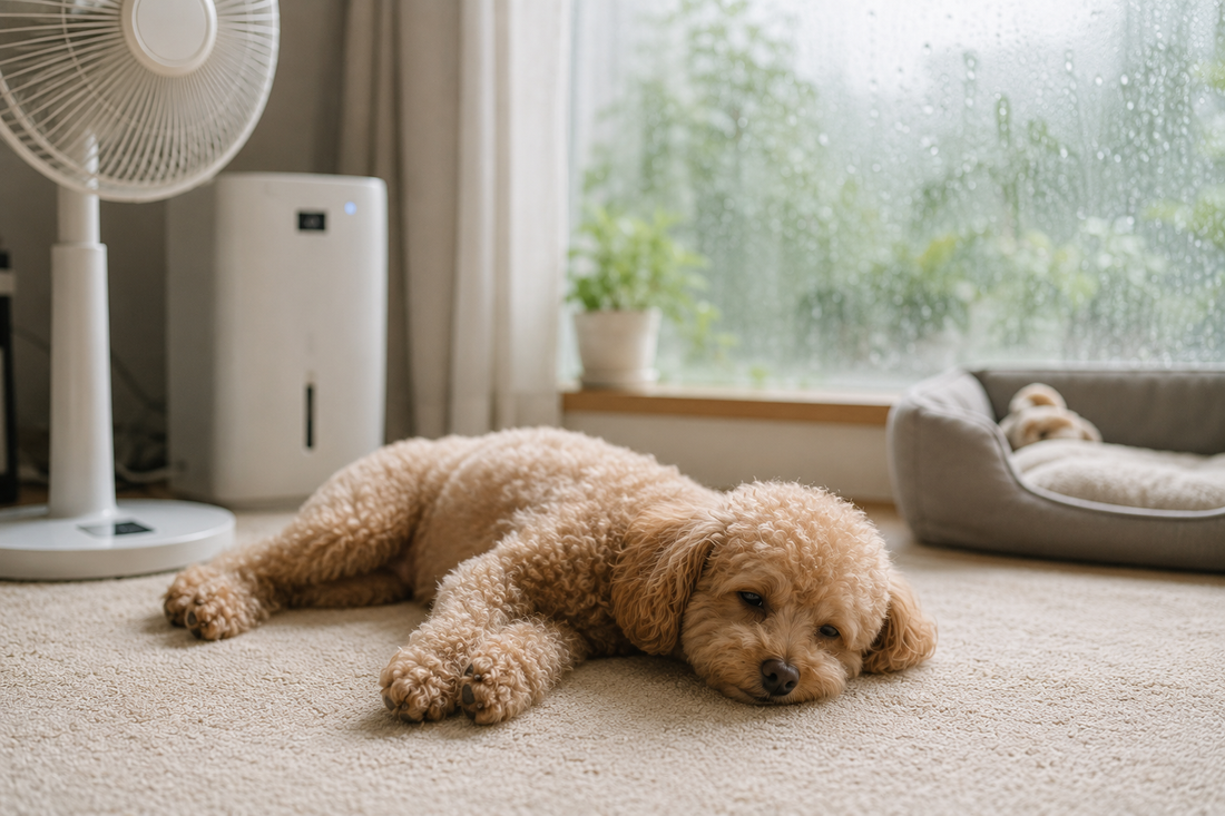【飼い主必見】6月に気を付けたいこと☔🐕