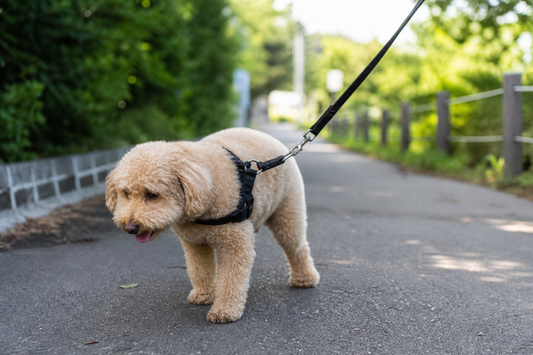 犬の肥満が招く健康リスク｜関節・心臓・肝臓への影響とは