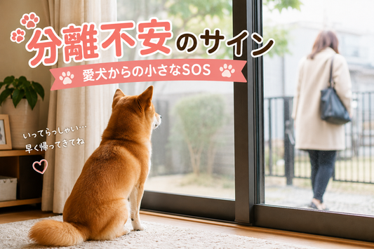 分離不安のサイン🐶