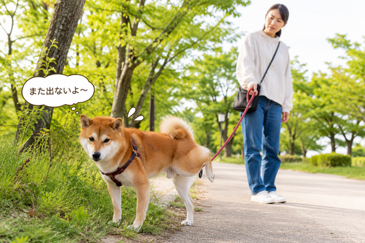 ワンコがおしっこが出ていないのにおしっこをしようとする理由🐶