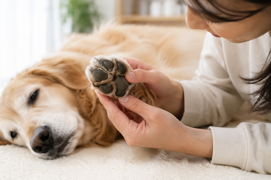肉球がガサガサになる原因🐾 愛犬の足裏から見える体からのサイン