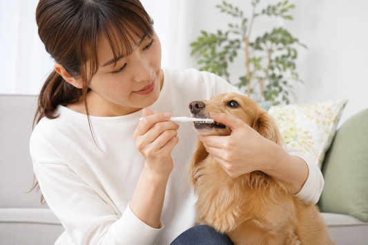 愛犬の寿命を縮める原因と見直したい習慣