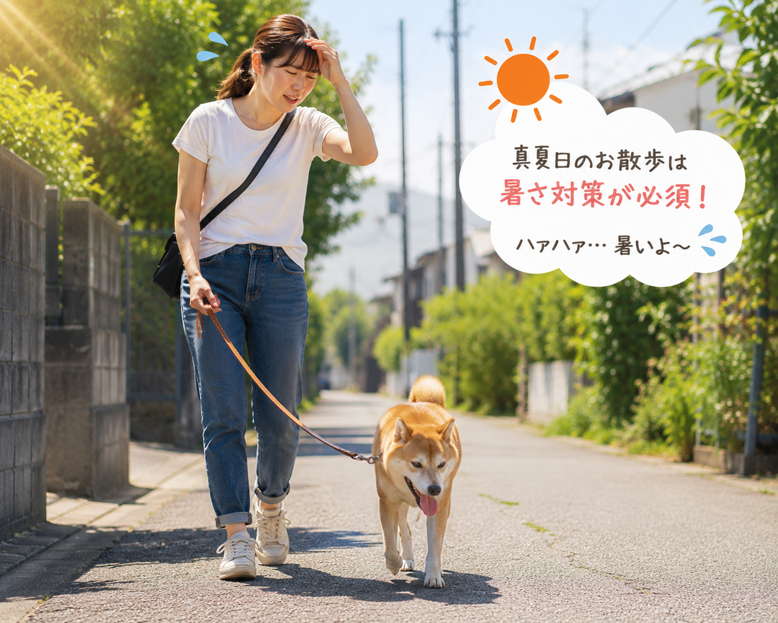 灼熱！夏のお散歩の気を付けたいポイント🌞🐶