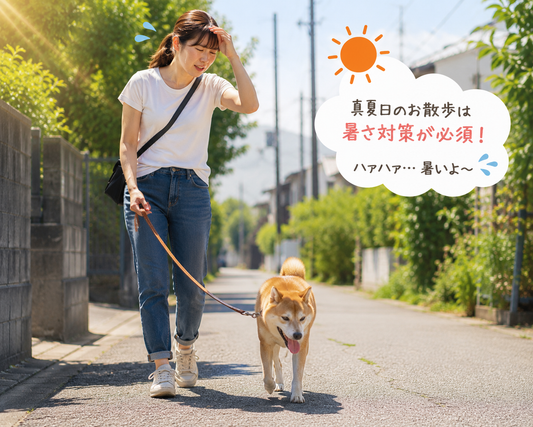 灼熱！夏のお散歩の気を付けたいポイント🌞🐶