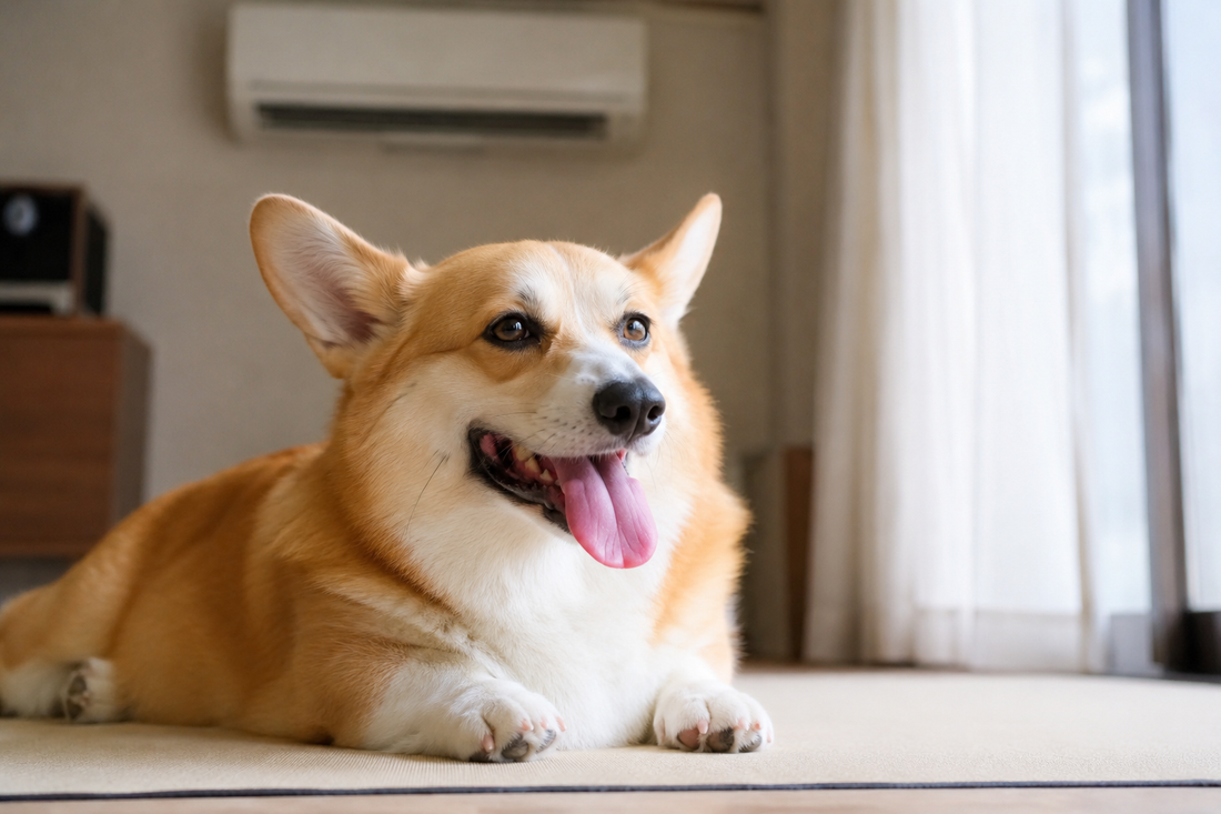 夏バテのサインをまとめてみました🐶