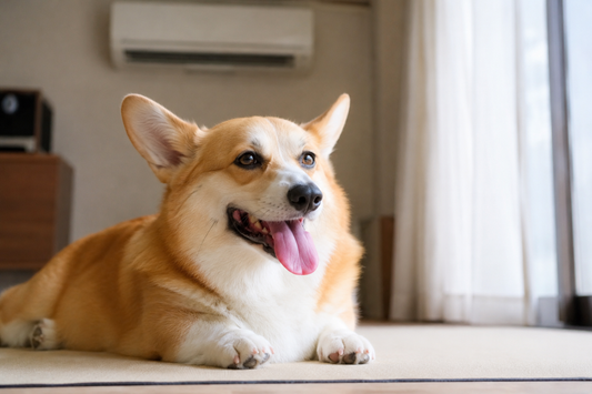 夏バテのサインをまとめてみました🐶