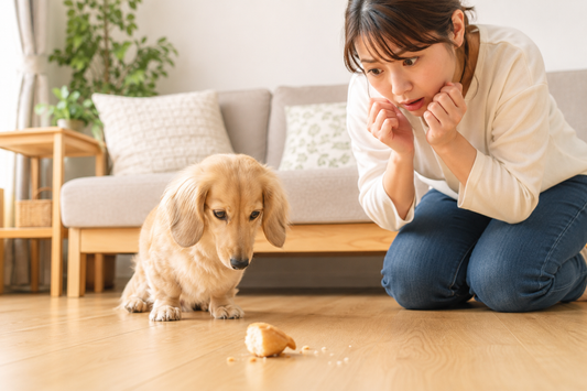 食べ物を飲み込んでしまった！飼い主が慌てず確認したいこと