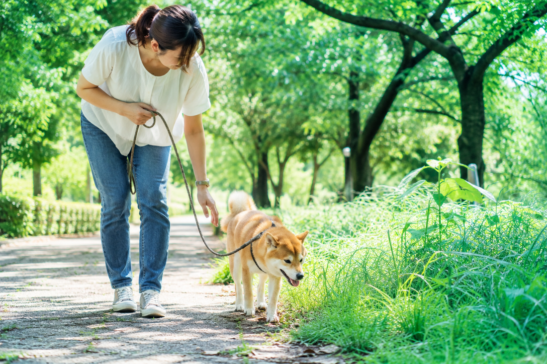 【まとめ】ワンコが夏に気を付けたい虫🐶🦟