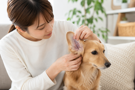 お耳チェックはアレルギーの判断になるかも｜愛犬の耳から気づけるサイン🐶👂