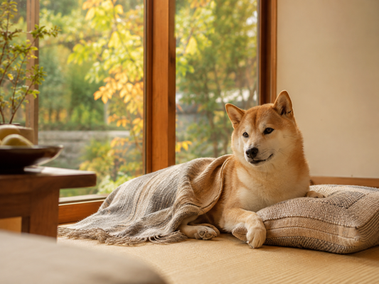 9月となって 気を付けたい ワンコのこと🐶🍂