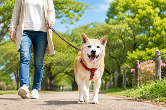 犬の寿命はここで差がつく｜見直したい生活習慣