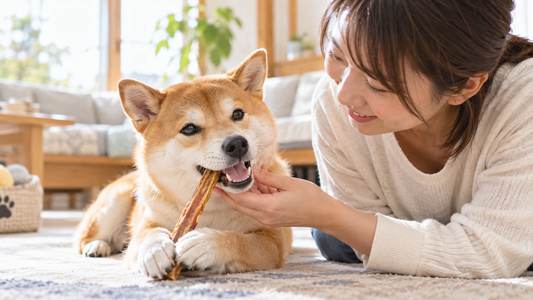 硬いおやつなら歯磨き代わりになる？犬の歯とおやつの関係
