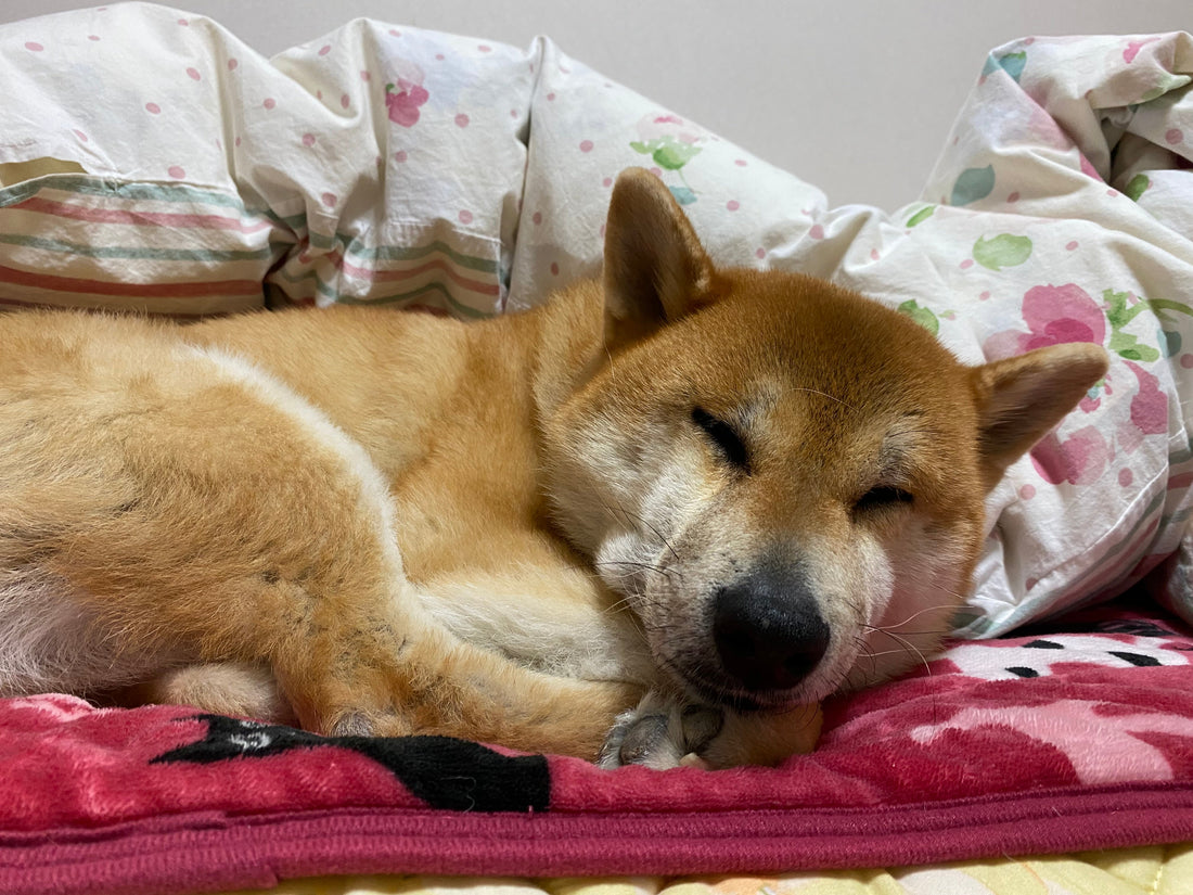 愛知から岐阜へ。僕たち夫婦の今のお話🐾
