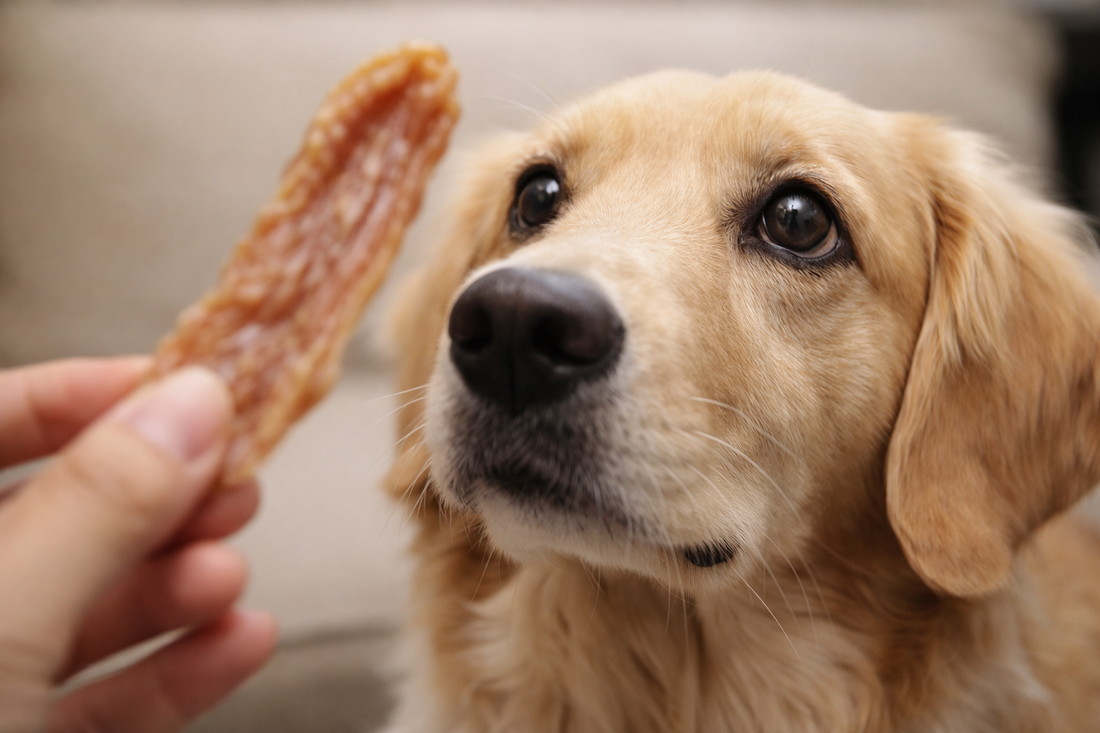 健康第一で選ぶ、愛犬への“ごほうびおやつ”ギフト🐶🎁