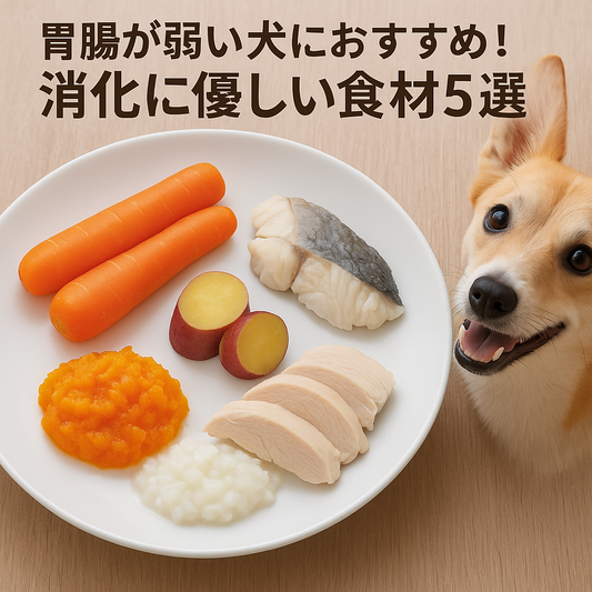 胃腸が弱い犬におすすめ！消化に優しい食材5選
